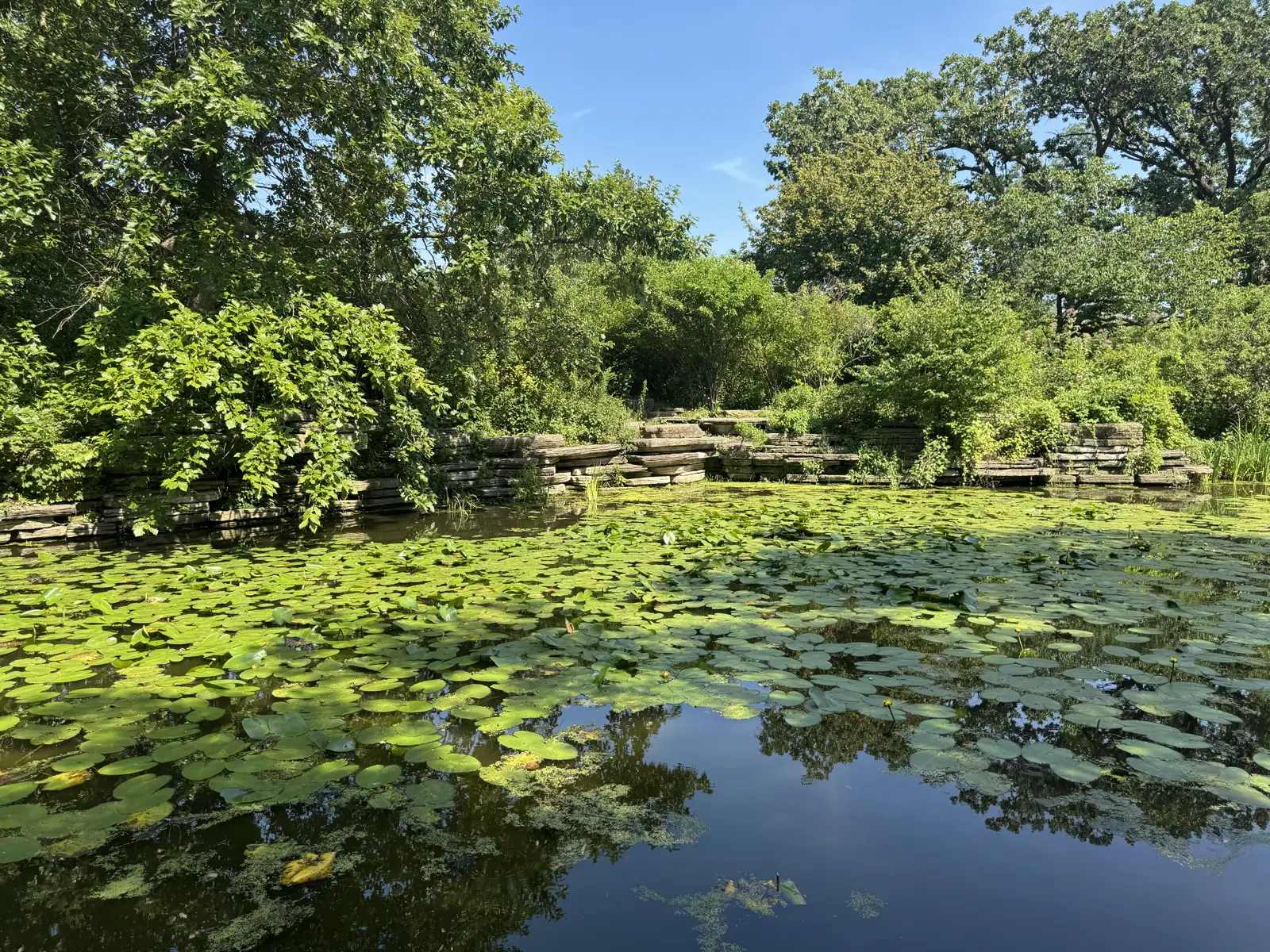 A lily-pad-covered pond in Lincoln Park surrounded by trees and a stone edge